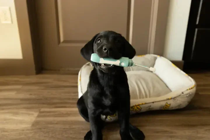 How to Keep Your Dog's Smile Sparkling