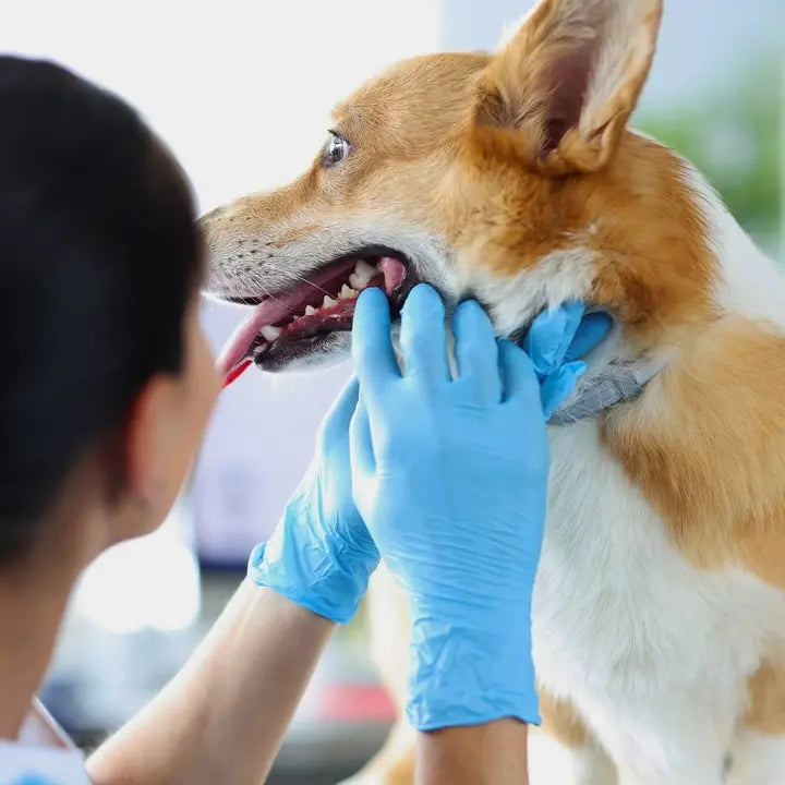 Importance of Regular Teeth Cleaning for Dogs