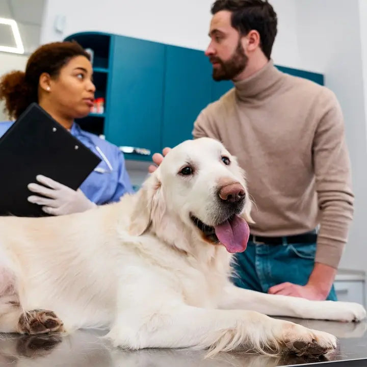 Signs Your Dog Needs Improved Dental Care