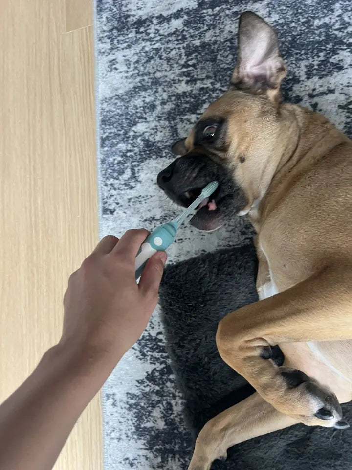 Comparing Top Electric Dog Toothbrushes: What Sets Ours Apart