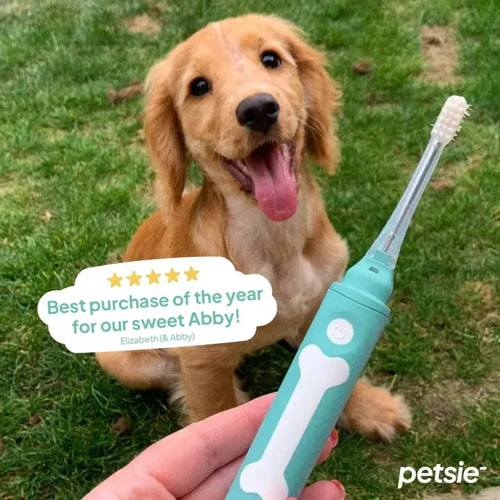 Integrating Our Electric Toothbrush into Your Dog's Dental Routine