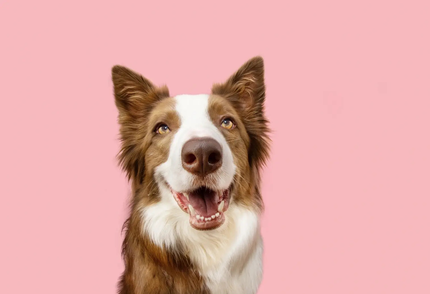 How to Brush Your Dog’s Teeth: Please Your Vet and Your Pet