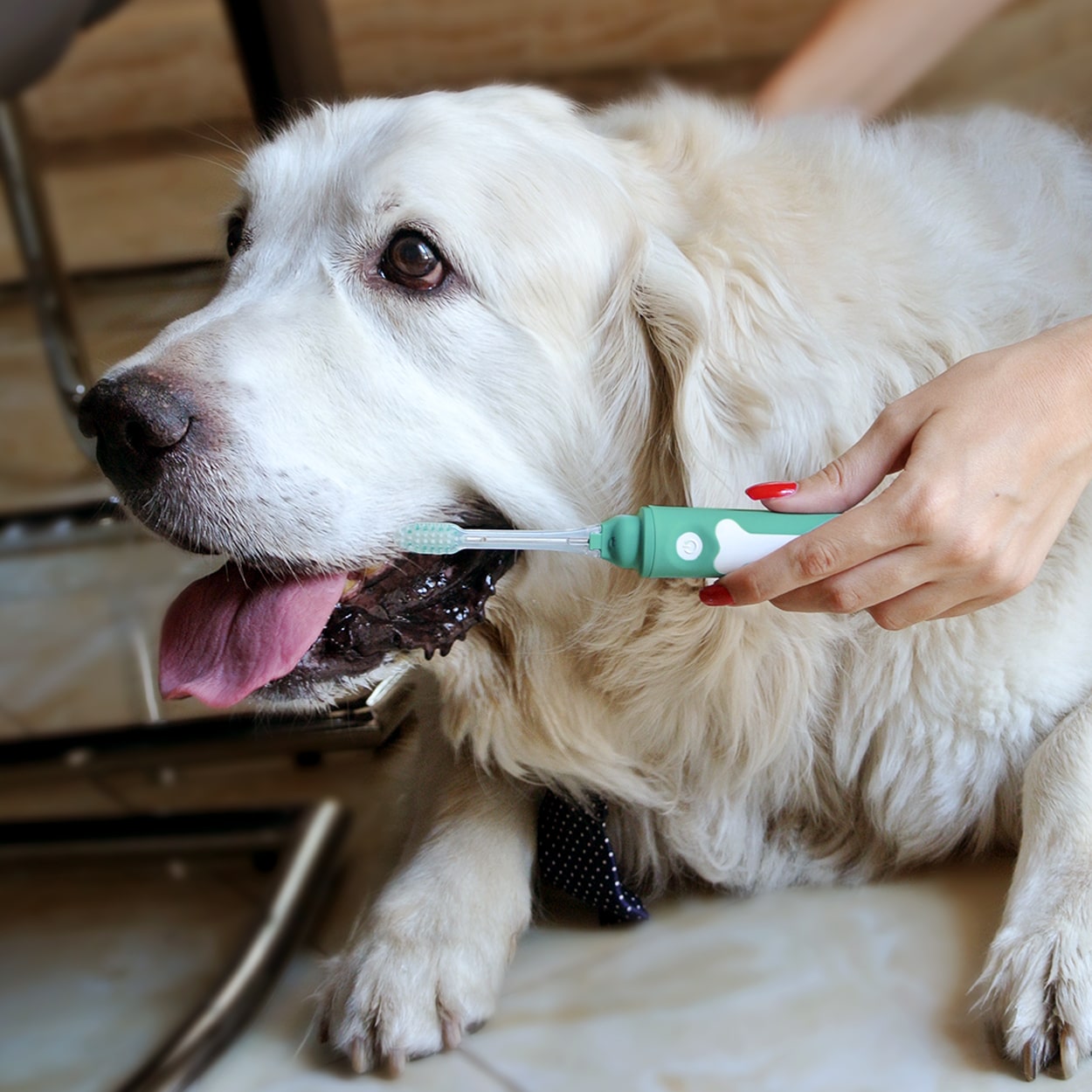 Petsie Dog Toothbrush